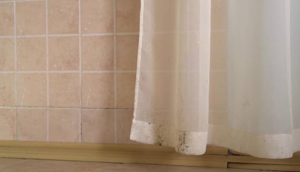 Best Mold Remediation for Healthcare Facilities  in Ashland, NJ