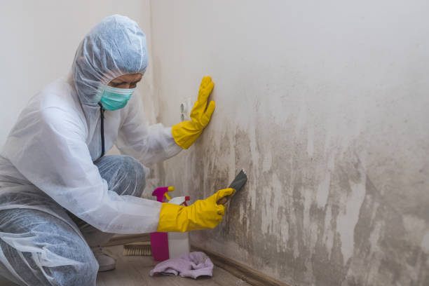 Best Residential Mold Inspection & Testing  in Ashland, NJ