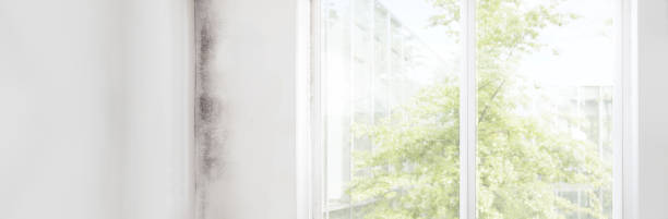 Mold Documentation for Insurance Claims in Ashland, NJ