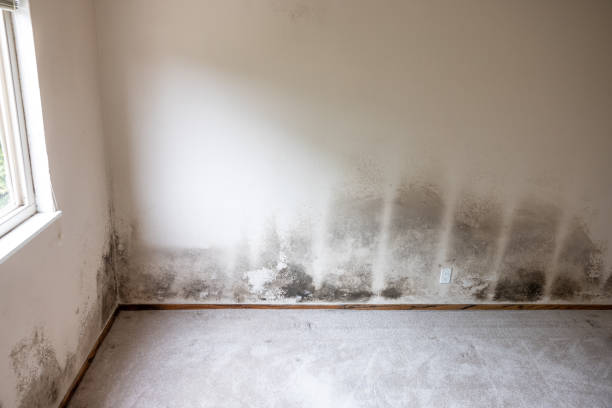 Best Water Damage & Mold Remediation  in Ashland, NJ