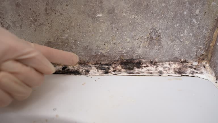 Best Comprehensive Air Testing for Mold Contaminants  in Ashland, NJ