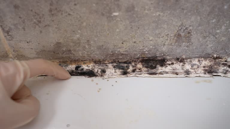 Best Mold-Related Health Consultation  in Ashland, NJ